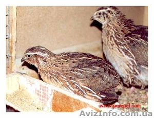 Перепела,  фазаны,  цесарки....................... #139048