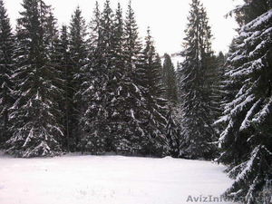 11 км. от Буковеля #137136