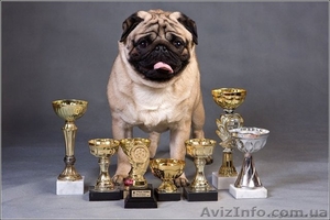 Мопс. Щенки.Продаются. #153670