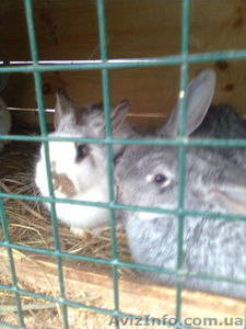 Продам кроликов (крольчат) в Мелитополе. Также реализую мясо кроликов. #139531