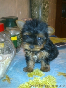 йорики маленькие комочки радости #140324