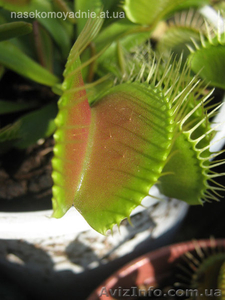 Растения-хищники,  семена плотоядных растений #149113