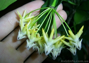 Продам хойю (укорененные и неукорененные черенки #147008