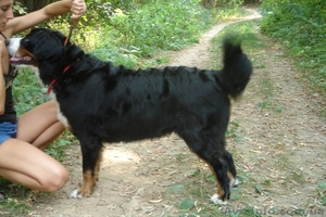 Бернский зенненхунд щенки от чемпиона Польши #149848