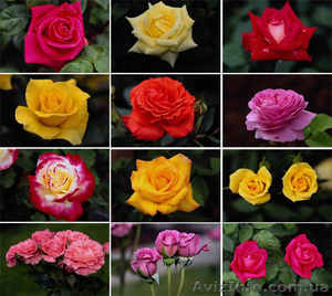 Интернет магазин пионов и многолетних растений предлагает. #146432