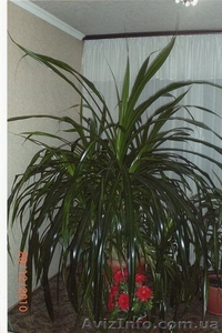 продам пальму очень красивую #151648