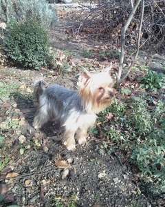 Йоркширский терьер на вязку #142250