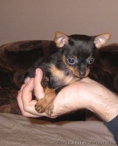 микро чихуахуа эксклюзив с документами  #146235