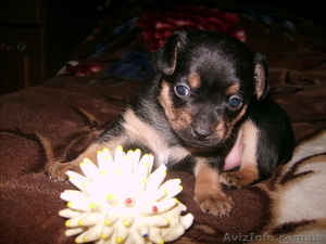 Продается щенок породы той терьера (мальчик) #151756