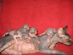 КАНАДСКИЕ СФИНКСЫ #152788