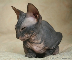 Донской сфинкс котенок #149628