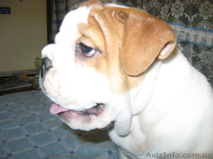 ПРОДАМ ЩЕНКА АНГЛИЙСКОГО БУЛЬДОГА #139339