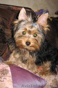 Йорк от мультичемпиона, КСУ #151692