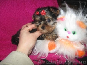 Йоркширский терьер//КСУ. #136896