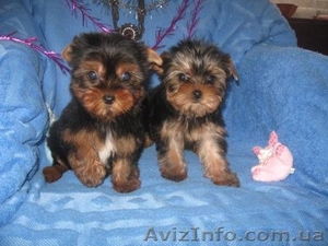 Гламурные Щеночки Йоркширского терьера... #156585