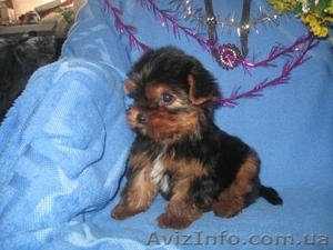 Элитные  Щеночки Йоркширского терьера/КСУ #150666