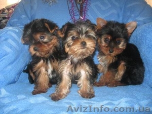 Элитные  Щеночки Йоркширского терьера  #146781