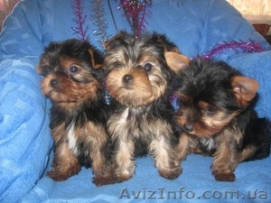 Щеночки Йоркширского терьера (мини и стандарт) #140273