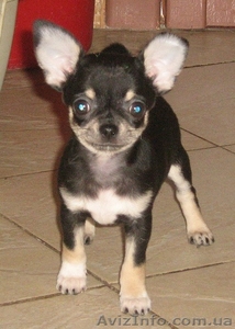 ЧИХУАХУА очаровательный щенок шоу-класса #150276
