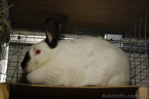Продам калифорнийских кроликов #136430