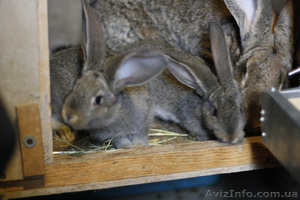 Подам СЕРЫХ ВЕЛИКАНОВ #136442