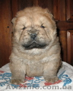 щенки чау-чау,  продажа #138087