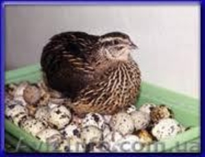 Бизнес на перепелах DVD-книга  #156190