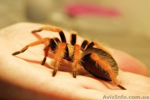 Продаю пауков-птицеедов #138714
