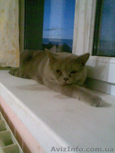 вязка, коты рыжий веслоухий и лиловый со стоячими ушами ищут невест  #137179