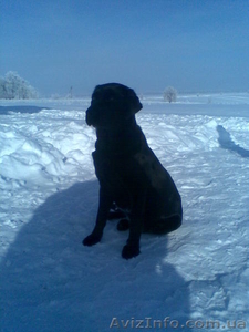 собаки. лабрадор. #153637