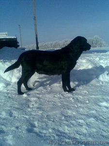 щенки лабрадора черного и палевого окраса  #153474