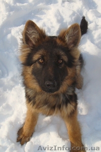 Немецкая овчарка,  ДЛИННОШЕРСТНАЯ #155170