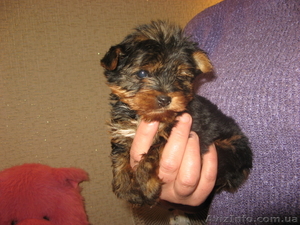 Срочно!Щенки йоркширского терьера!  #149790