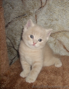 Шотландские плюшевые котята #135622