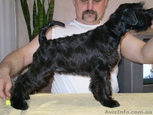 Щенки цвергшнауцера черного окраса #146527