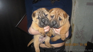 Продам щенков Шарпея #155251