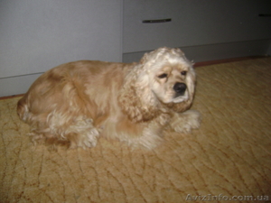 Продаю щенков породой Американский кокер спаниель #155952