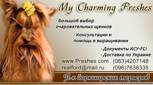йорк девочка стандарт #142846