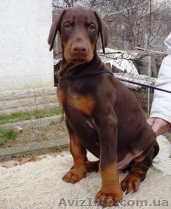 щенок добермана #135895