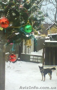 МИНИовчарка Пальма,   9, 5 мес. (стерилизована). Собака отдаётся почти даром #153345