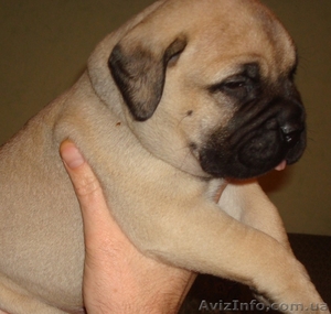 продаются отличные щенки бульмастифа #152988