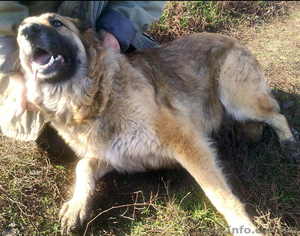 Красивая девочка ищет любящих хозяев #142644