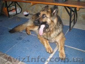 Продаются охранные нем.овчарки #148871