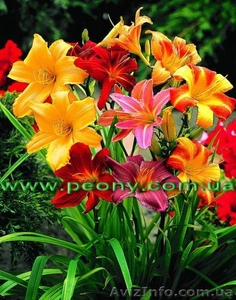 Оптовые поставки многолетних растений. #146425