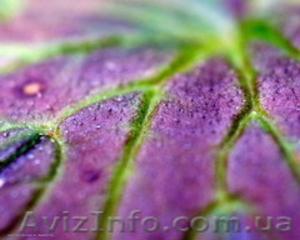 Эзотерические уроки В.Малюка #151599