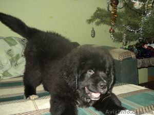 Продам Ньюфаундленд #149737