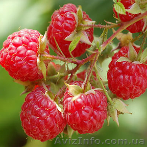 Частный плодово-ягодный питомник #136491