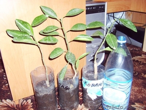 Много разных - плодовые и красивоцветущие #155895