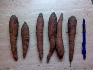 Продам Морковку #148457