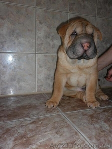 Китайский шар-пей #156780